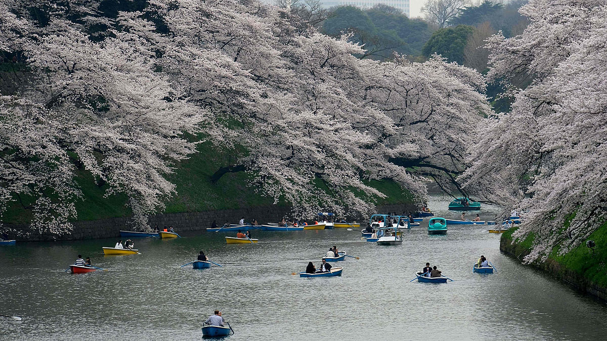 In this file photo taken on 27 March, 2018 visitors row boats past cherry blossoms in full bloom in the Japanese capital Tokyo. Photo: AFP