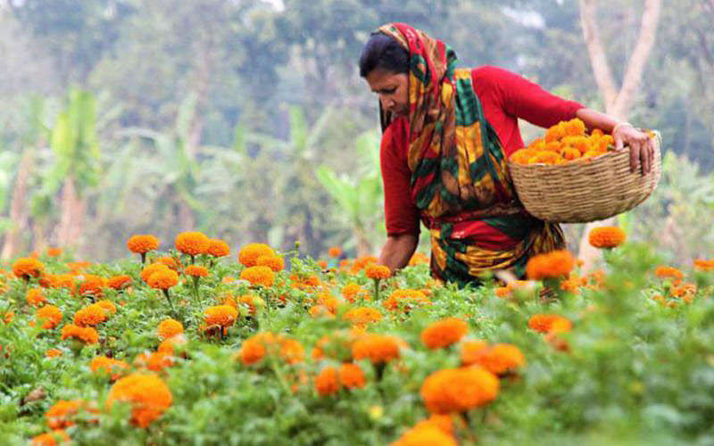 A woman picks marigold flowers in Jhikargacha upazila of Jashore. Prothom Alo file photo