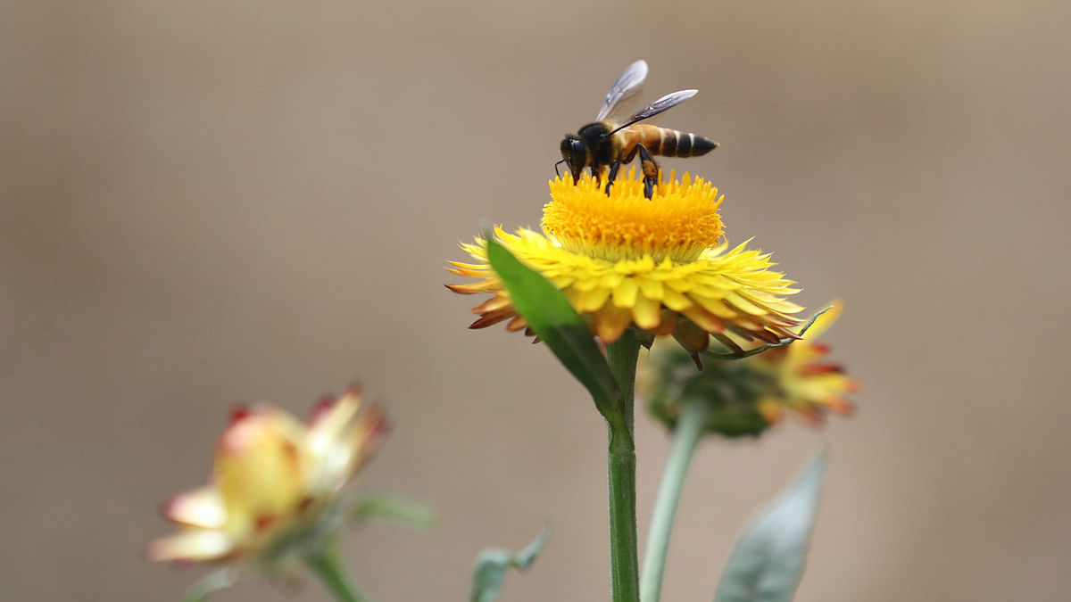 A bee drinks nectar of a flower at Ramna Park in Dhaka on 12 February. Photo: Abdus Salam