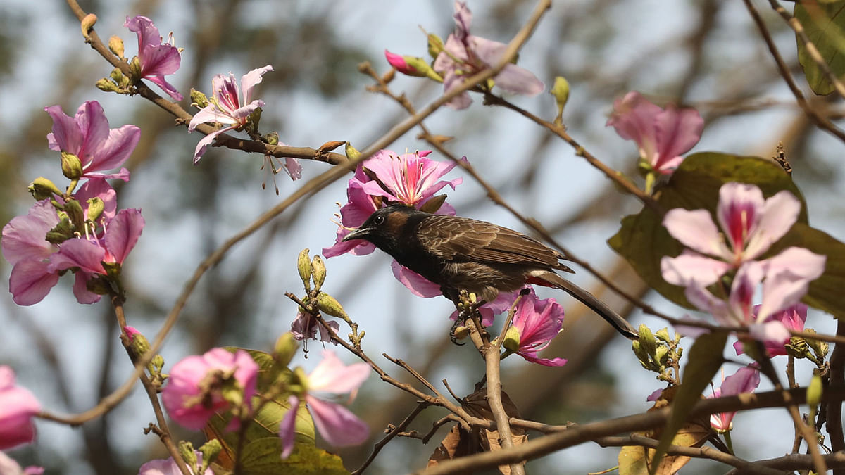 A bulbul perched among Kanchan blooms at Ramna Park in Dhaka on 12 February. Photo: Abdus Salam