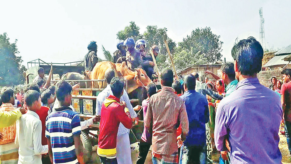 The villagers take away seized cattle from members of Border Guard Bangladesh (BGB). BGB seizes the cattle suspecting that the cows are smuggled from India. Three people are killed in BGB firing on Tuesday. Photo: Collected