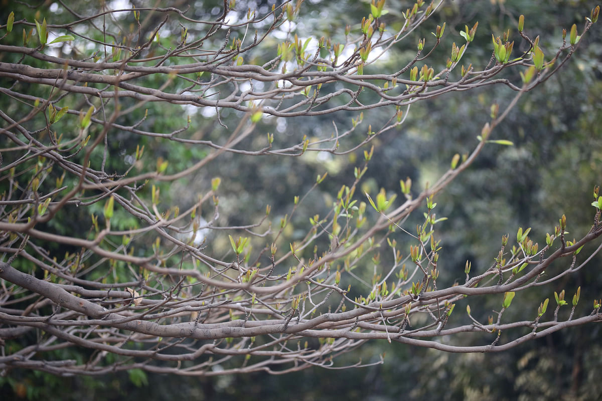 New leaves on branches of deciduous trees announce the arrival of the spring. The photo was taken from Ramna Park in Dhaka on 12 February. Photo: Abdus Salam