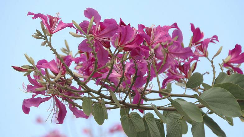 Kanchan blooms at Government Edward College, Pabna on 13 February. Photo: Hassan Mahmud
