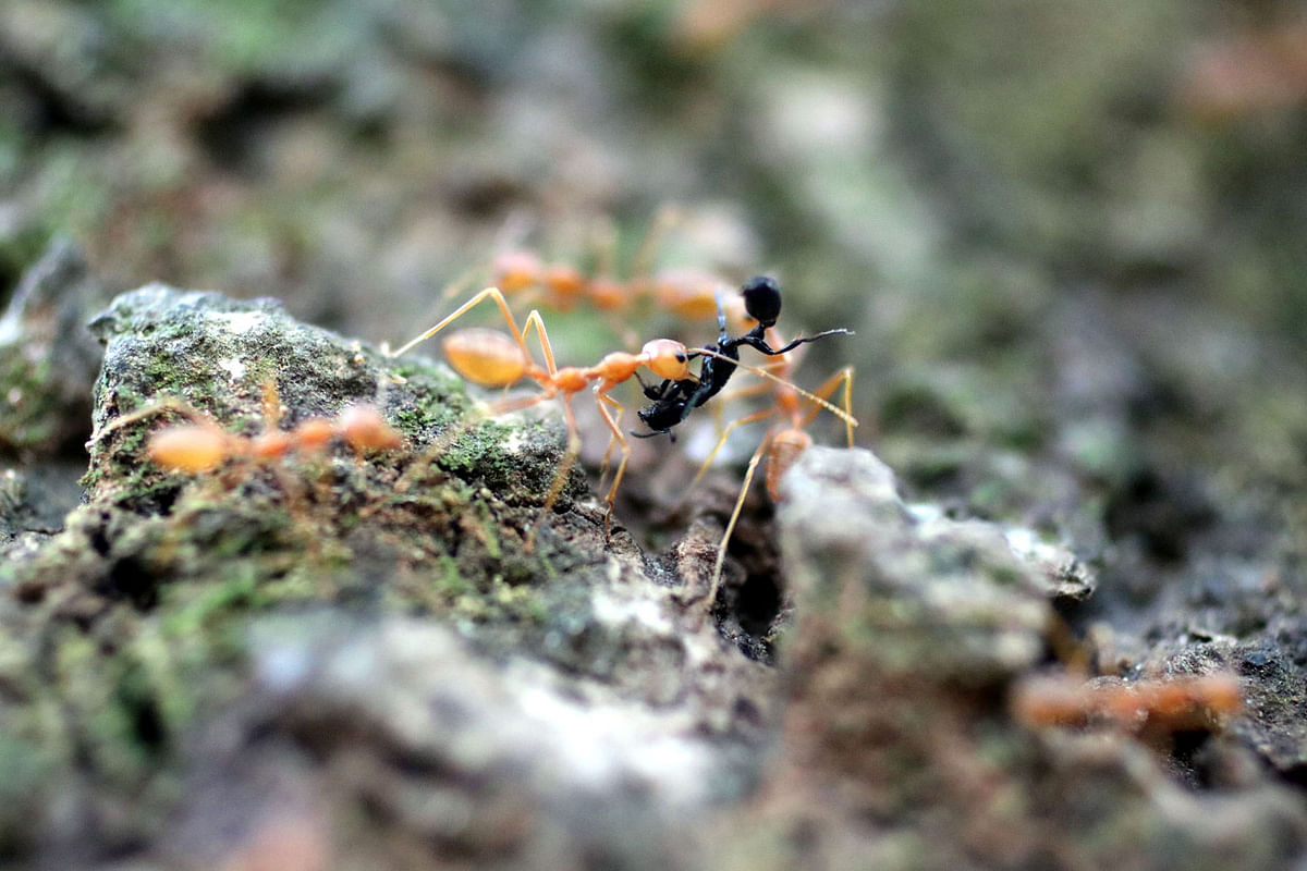 2The picture of ants was captured by Hassan Mahmud from Narayanpur, Radhanagar in Pabna on 12 February.
