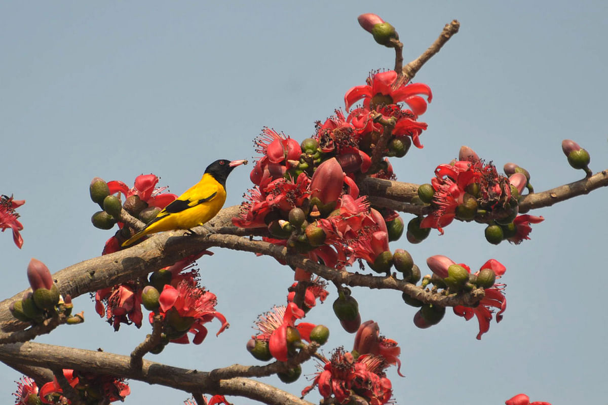 A bird perched on a branch of shimul tree, full of blooms, in Nazirpur of Hemayetpur in Pabna on 13 February. Photo: Hassan Mahmud