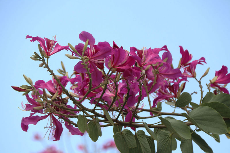 Kanchan blooms at Government Edward College, Pabna on 13 February. Photo: Hassan Mahmud