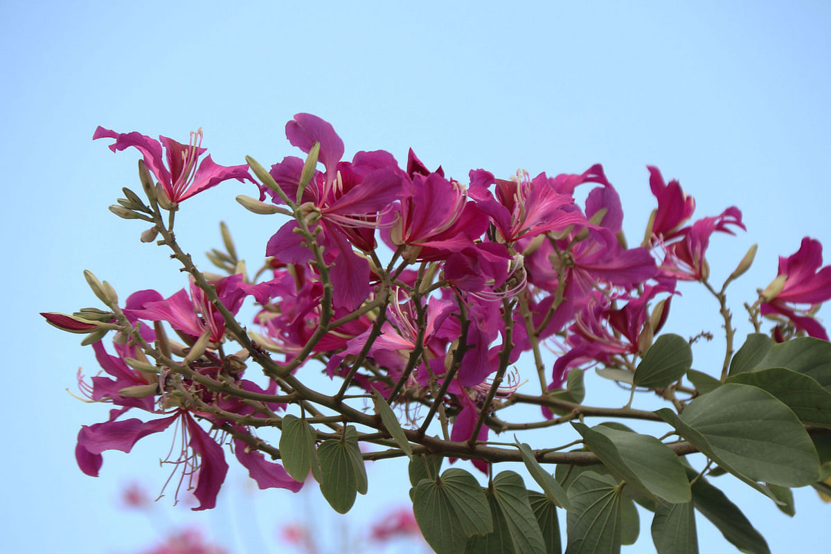 Kanchan blooms at Government Edward College, Pabna on 13 February. Photo: Hassan Mahmud