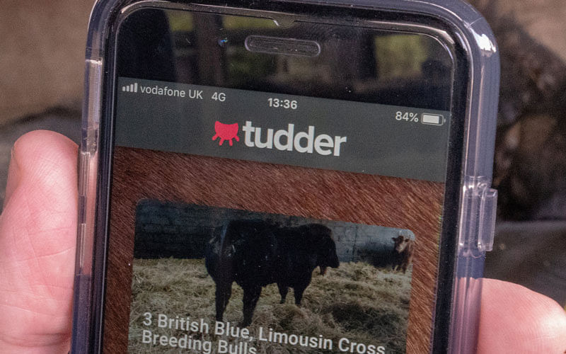 A Tinder-inspired app called Tudder, which helps farmers match up potential partners for their cattle, is demonstrated at a farm in Hampshire, Britain February 12, 2019. Picture taken February 12, 2019. Photo: Reuters