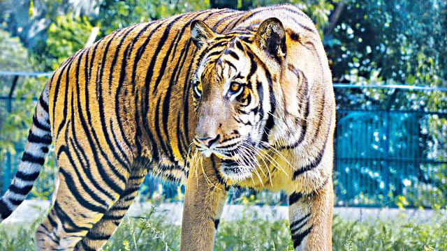 Royal Bengal Tiger file photo