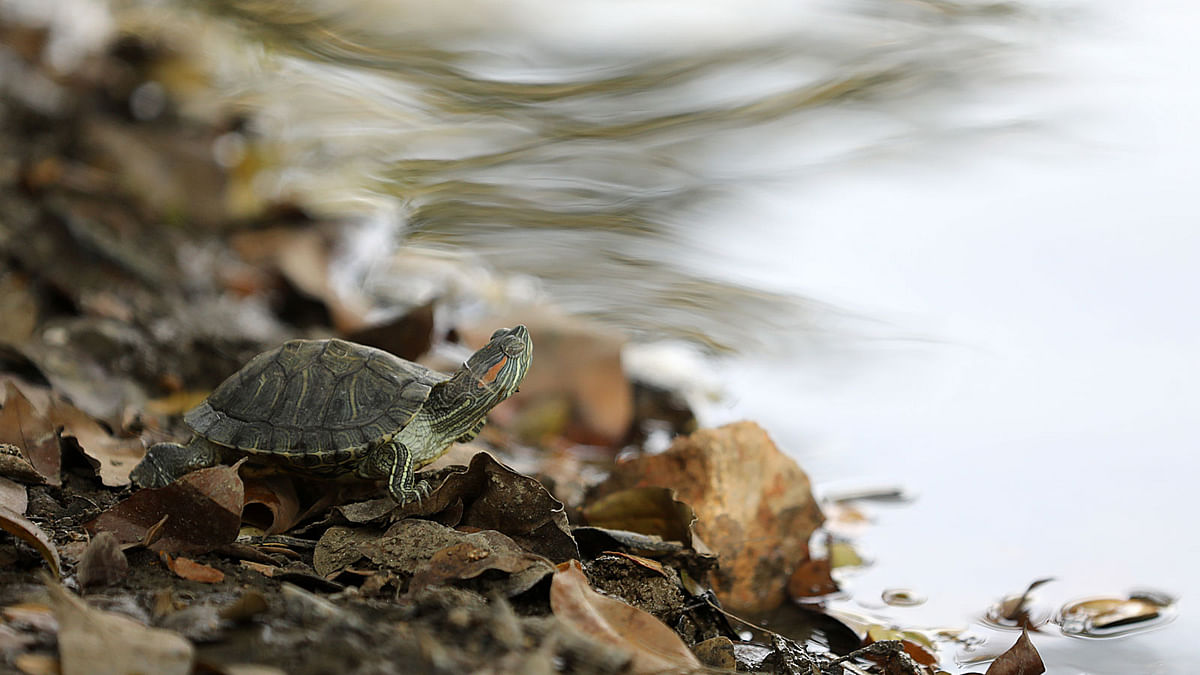 A small tortoise crawls along the bank of Dhanmondi lake in Dhaka on 13 February.