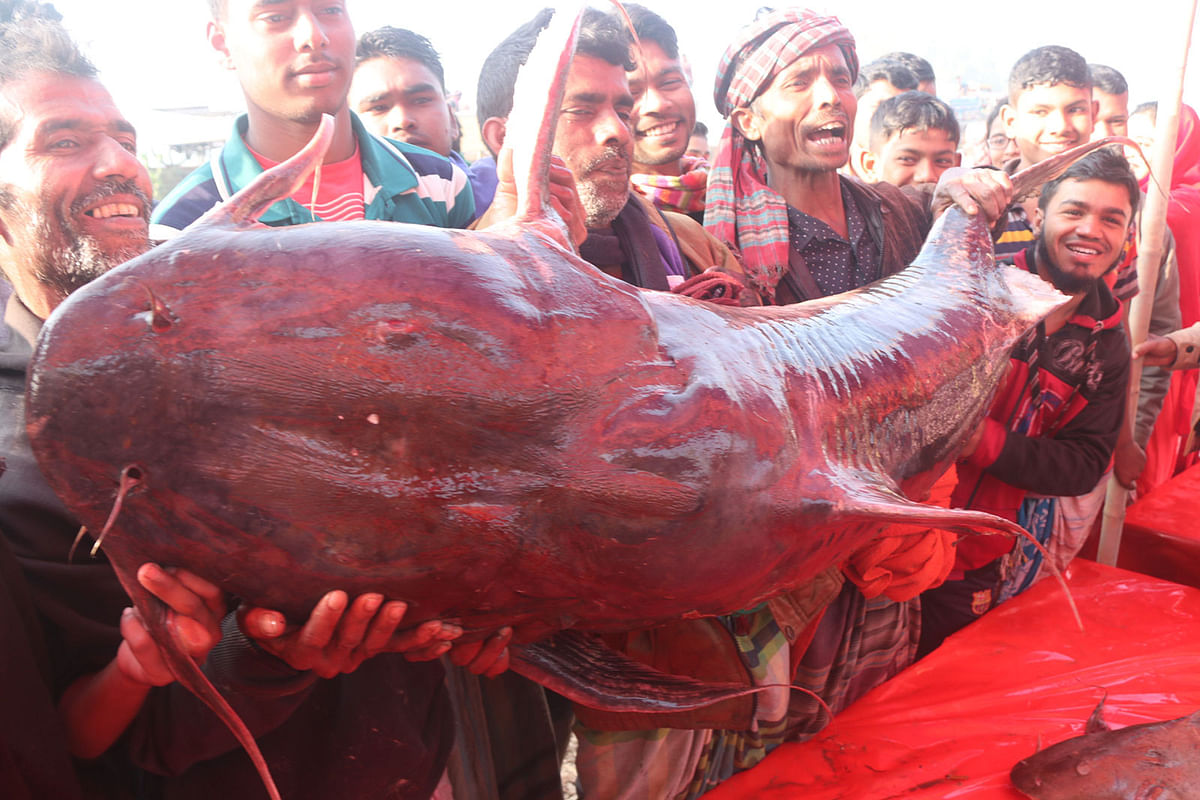 People showing a 70 Kg giant goonch catfish at the age old fish festival held at Par-Ranipara, Gabtoli in Bogura on 13 February. Photo: Soel Rana