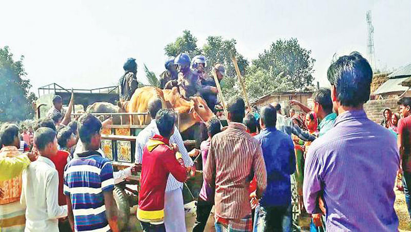 The villagers take away seized cattle from members of Border Guard Bangladesh (BGB). BGB seizes the cattle suspecting that the cows are smuggled from India. Three people are killed in BGB firing on Tuesday. Photo: Collected