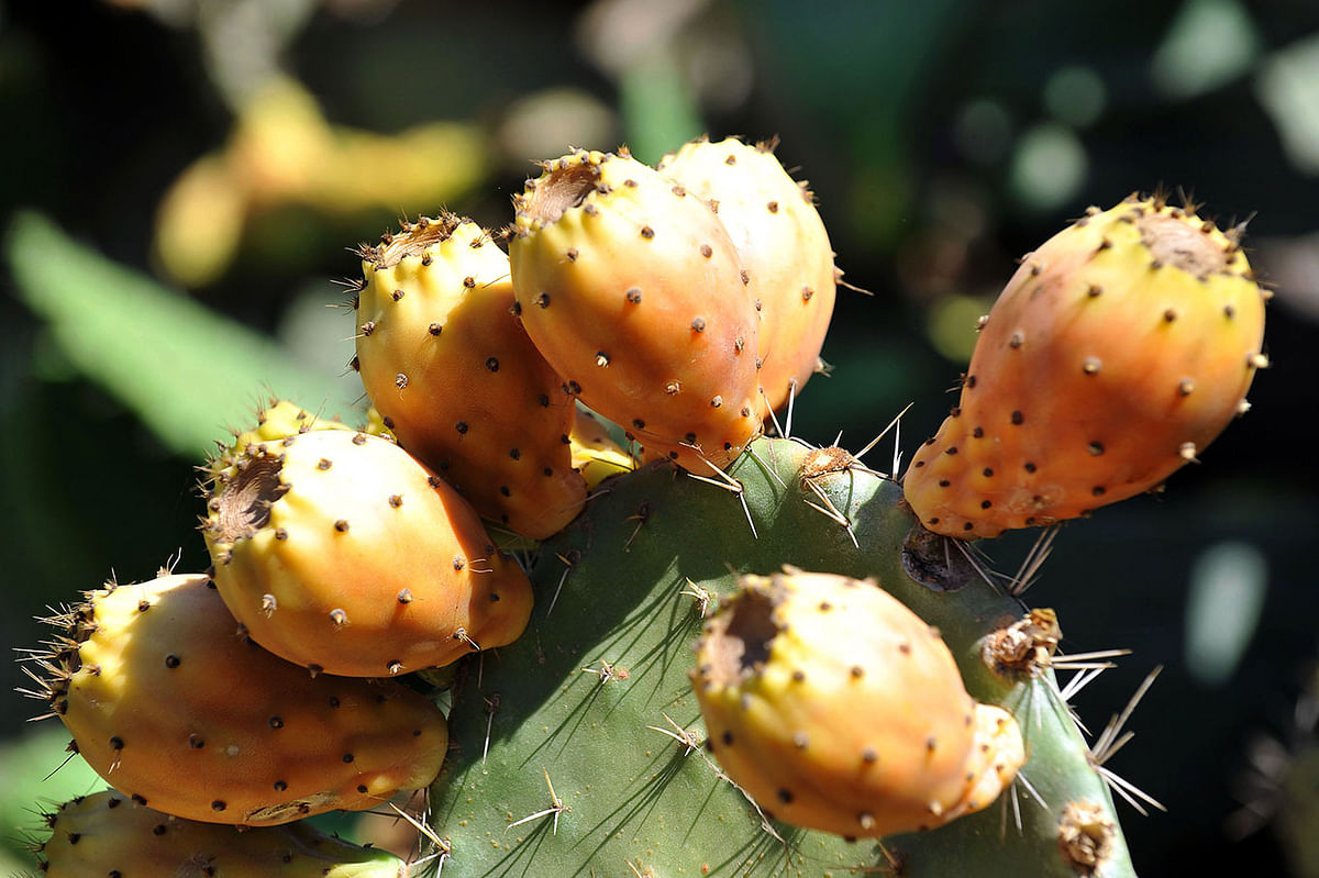 This file photo taken on 6 August 2011 shows prickly pear or barbary figs growing on their tree in the Moroccan region of Skhour Rhamna region near Marrakech. Photo: AFP