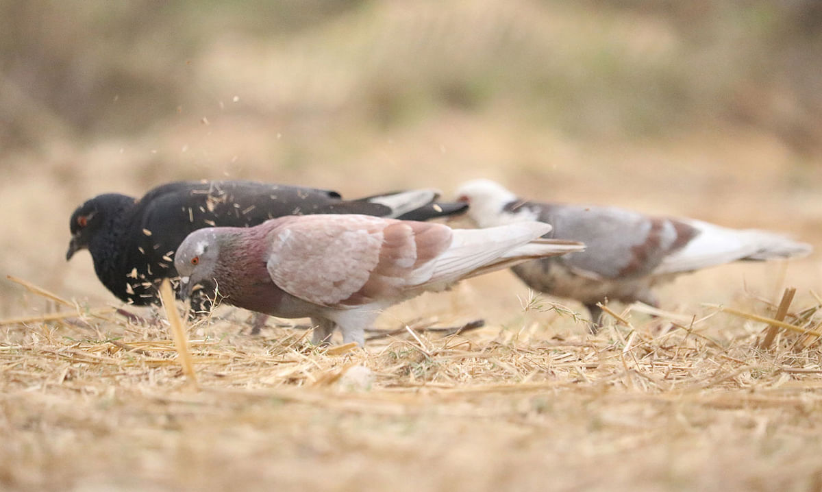 Pigeons pecking on rice at Bus Terminal Road in Khagrachhari on 18 February. Photo: Nerob Chowdhury