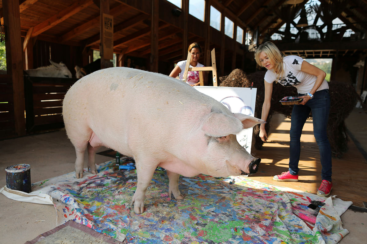 Pigcasso, a rescued pig, stands in front of the canvas she painted at the Farm Sanctuary in Franschhoek, outside Cape Town, South Africa on 21 February 2019. Photo: Reuters