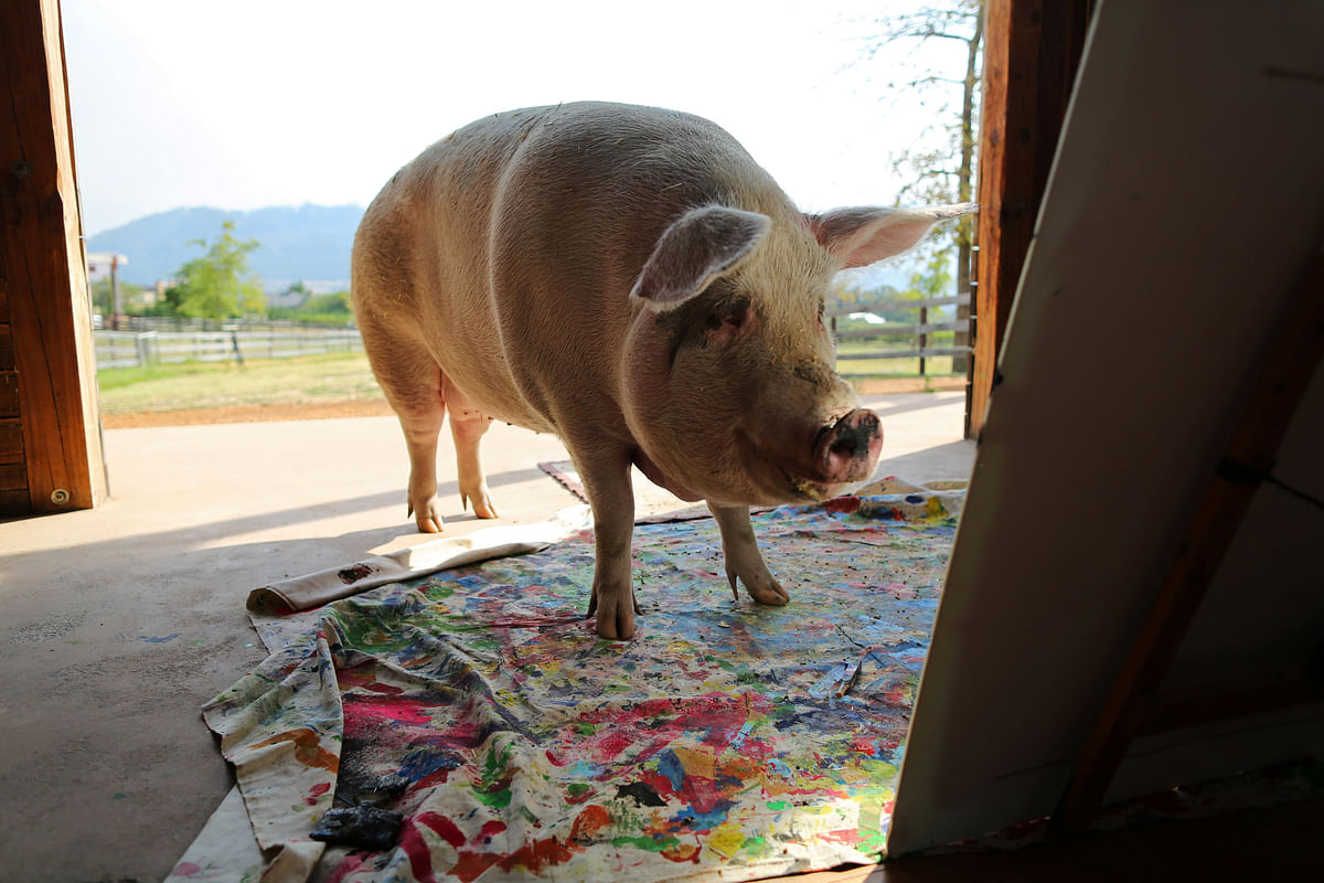 Pigcasso, a rescued pig, looks at a canvas after painting at the Farm Sanctuary in Franschhoek on 21 February 2019. Photo: Reuters