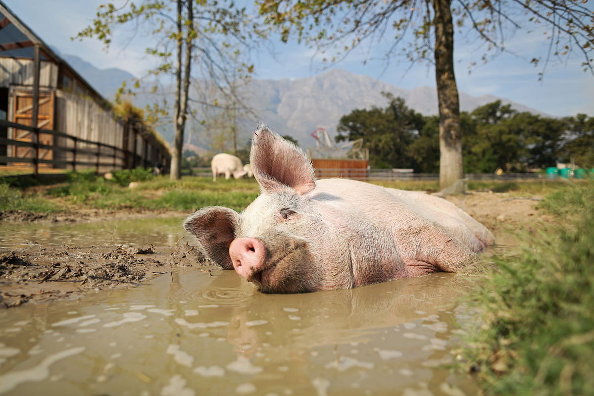 Pigcasso, a rescued pig, cools down in a mud bath after painting at the Farm Sanctuary in Franschhoek, outside Cape Town, South Africa on 21 February 2019. Photo: Reuters