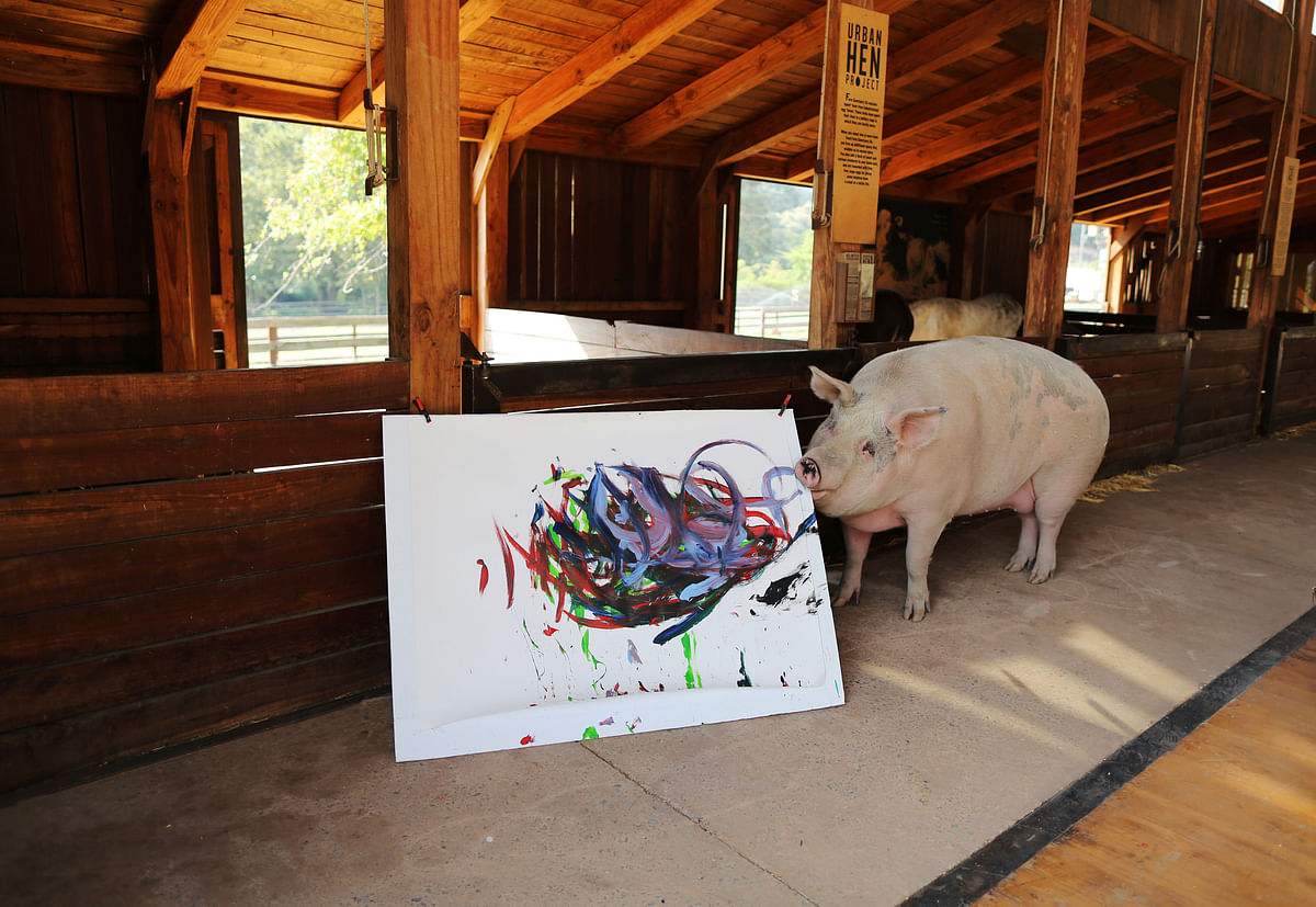 Pigcasso, a rescued pig, paints on a canvas at the Farm Sanctuary in Franschhoek on 21 February 2019. Photo: Reuters