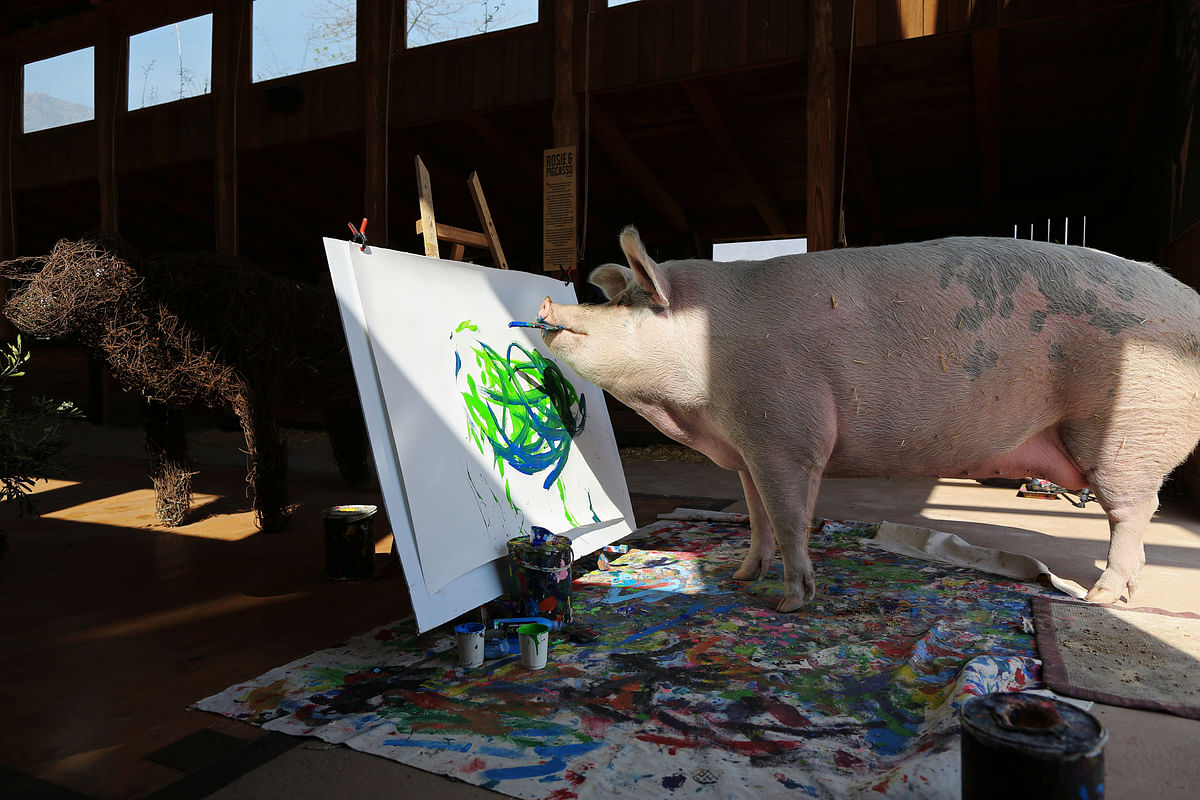 Pigcasso, a rescued pig, paints on a canvas at the Farm Sanctuary in Franschhoek, outside Cape Town, South Africa on 21 February 2019. Photo: Reuters