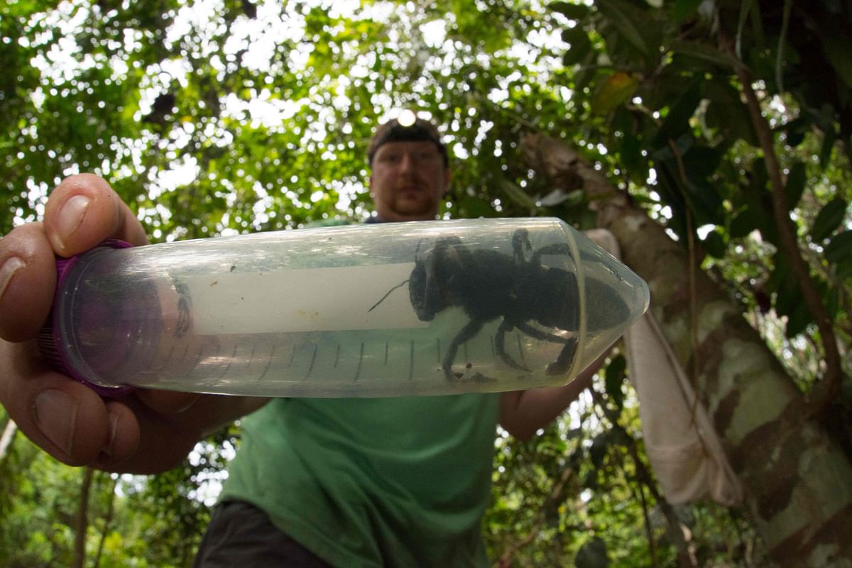 This undated handout picture provided by Global Wildlife Conservation on 21 February 2019, shows entomologist and bee expert Eli Wyman with the first rediscovered individual of Wallace’s giant bee (Megachile pluto) in the Indonesian islands of the North Moluccas. Photo: AFP