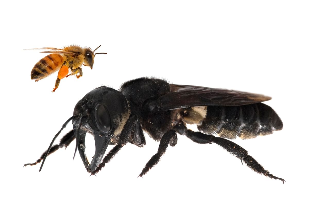 This undated handout photomontage provided by Global Wildlife Conservation on 21 February 2019, shows a living Wallace’s giant bee (Megachile pluto) (R), which is approximately four times larger than a European honeybee, after it was rediscovered in the Indonesian islands of the North Moluccas. Photo: AFP