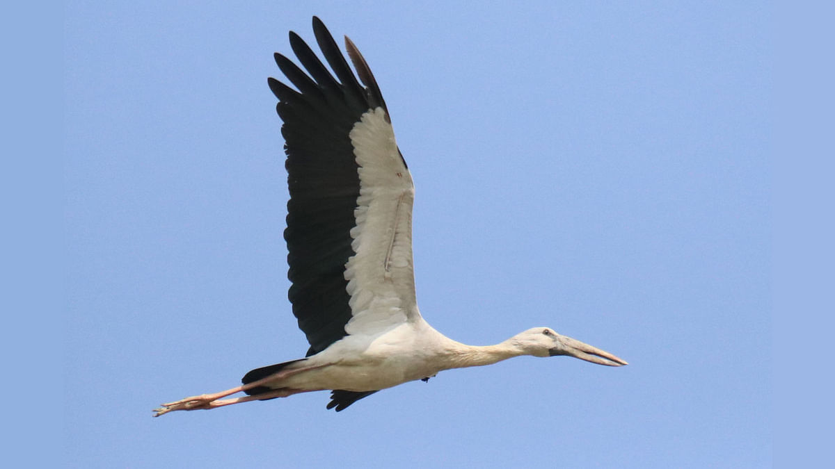An open bill stork hovering high at Ugalchharibil, Baghaichhari in Rangamati recently. Photo: Nerob Chowdhury