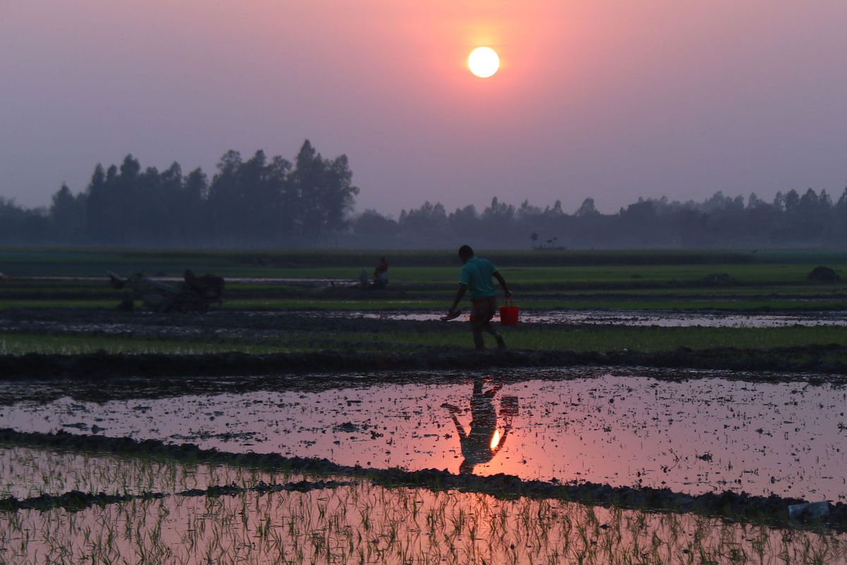 A farmer working in fields during sunset at Dublia, Pabna on 25 February. Photo: Hassan Mahmud