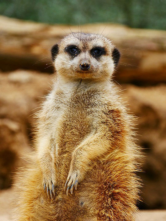 A collected image of meerkat