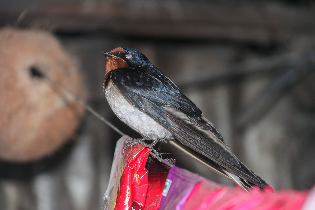A swallow perched on a cable at Doshgate, Botiaghata in Khulna on 24 February. Photo: Saddam Hossain