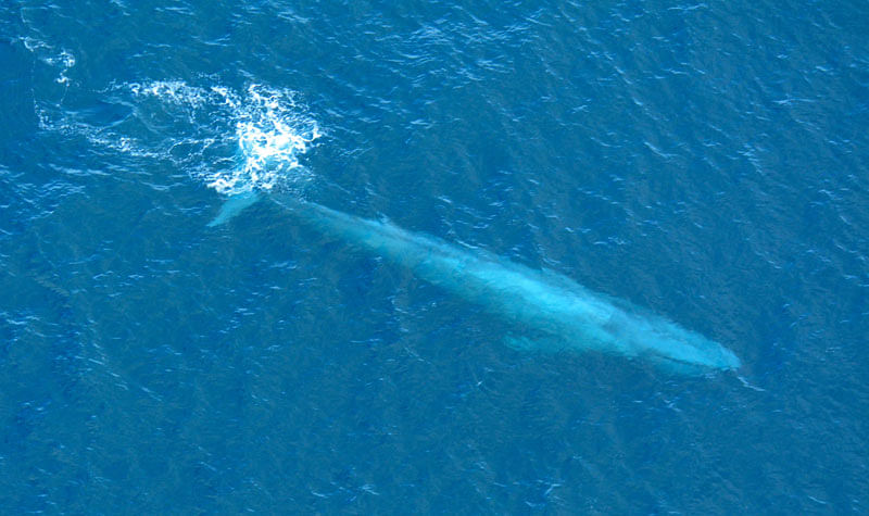 Blue whale. Photo: Collected