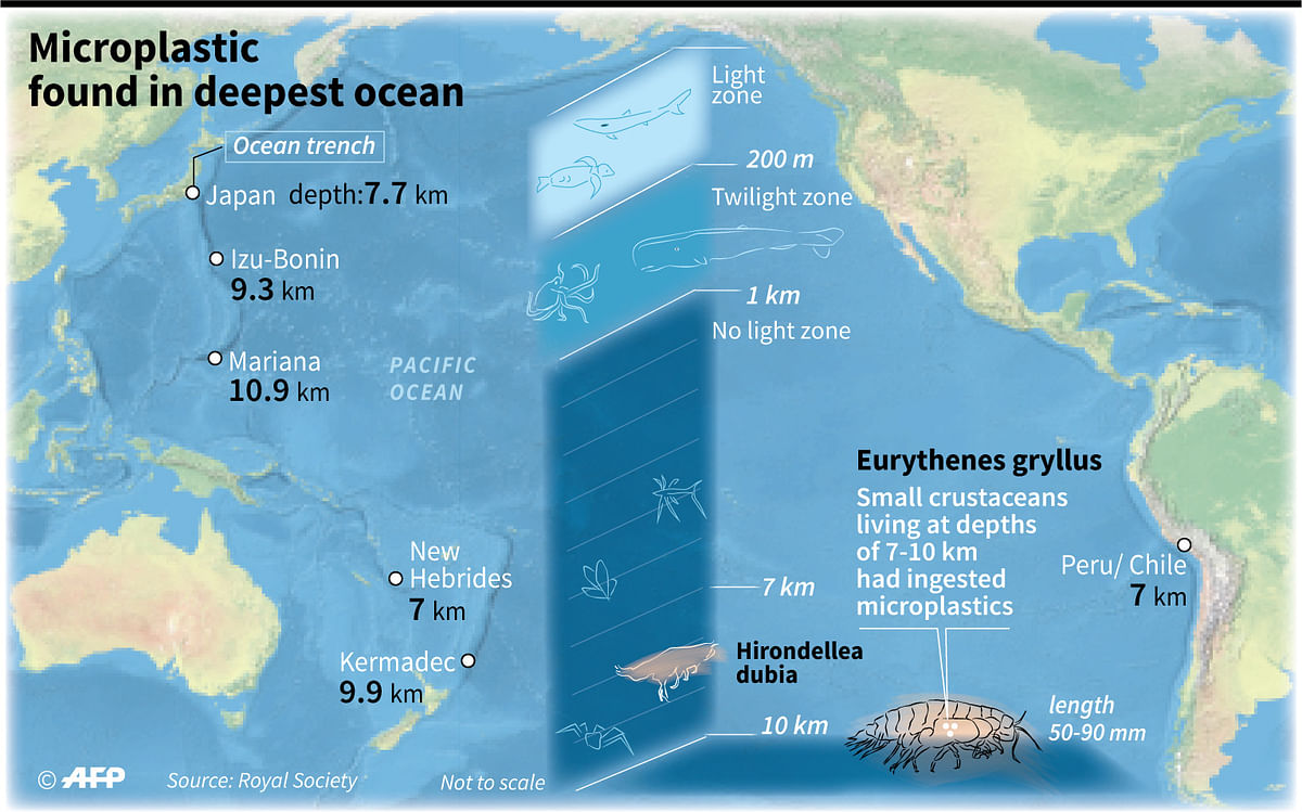 Map showing ocean trenches up to 10 km deep where scientists found tiny shrimps which had ingested microplastics.