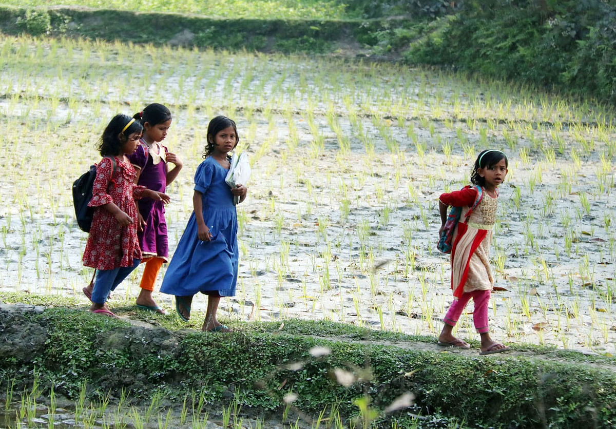 Children going to school crossing rice fields at Jamchowra in Gangachora in Rangpur on 26 February. Photo: Moinul Islam