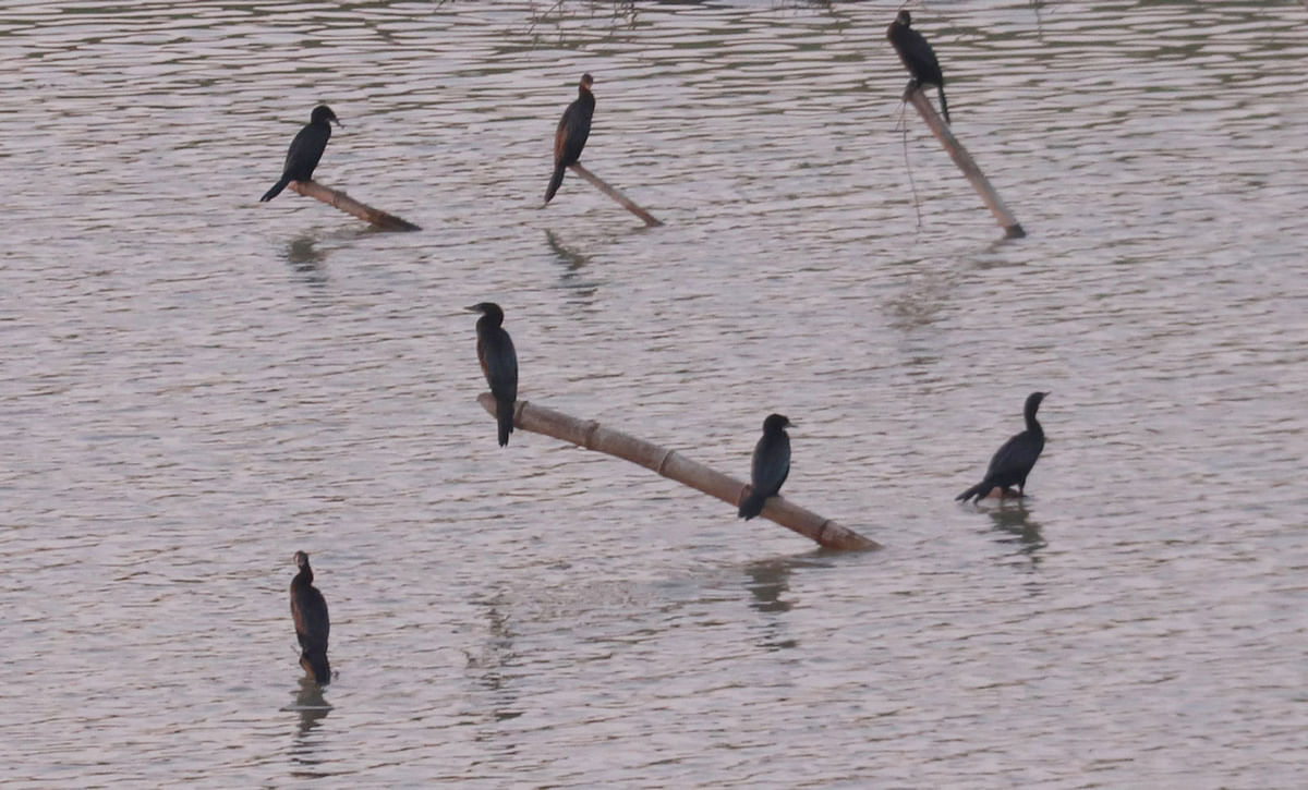 Cormorants perched on bamboo poles set up in the river at Chengerkhal in Sylhet on 26 February. Photo: Anis Mahmud