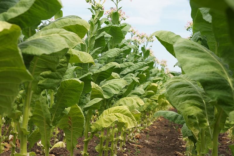 Tobacco plant. Photo: Collected