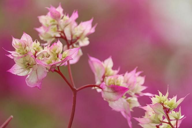 A large deep pink bougainvillea in full bloom in Khagrachhari`s Milonpur Mavila on 1 March. Photo: Nerob Chowdhury