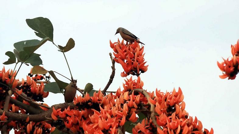 Chestnut-tailed Starlings perch on the branch of spring flower Palash in Kandirpar Town Hall playground in Cumilla on 1 March. Photo: Emdadul Haque