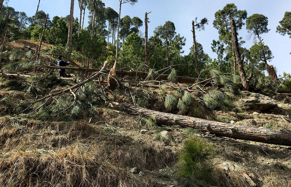 A man takes a photo with his mobile as he stands amidst damaged trees after Indian military aircrafts released payload, according to Pakistani officials, in Jaba village, Balakot, Pakistan on 28 February 2019. Photo: Reuters