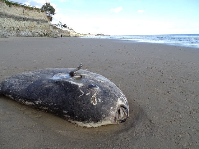 A hoodwinker sunfish is seen on a beach in Santa Barbara, California, US, 21 February 2019, in this picture obtained from social media. Photo: Reuters