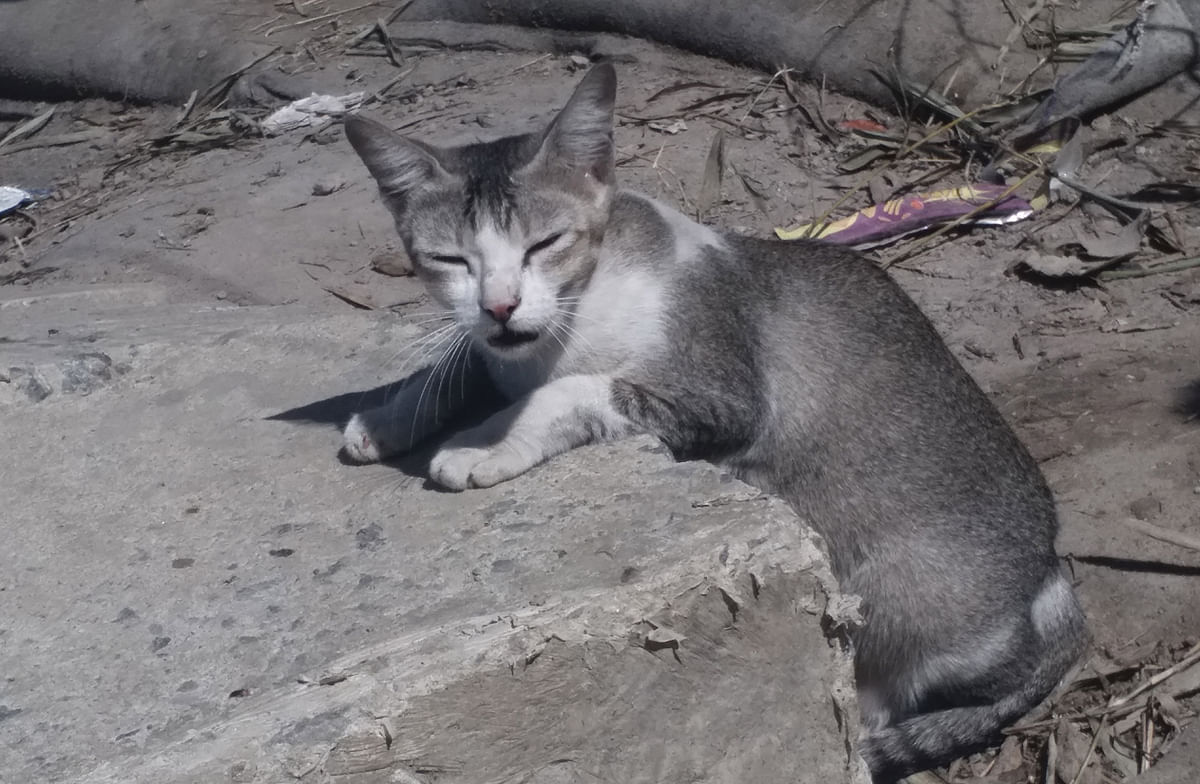A cat basking in the sun along the dam of river Halda in Raozan, Chattogram on 2 March. Photo: SM Yousuf Uddin