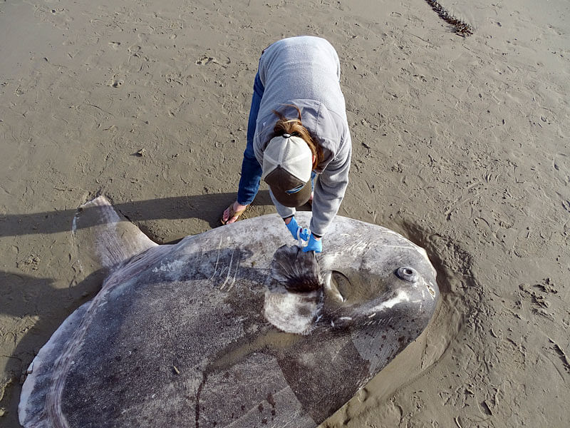 In this 21 February 2019 photo, provided by UC Santa Barbara, Jessica Nielsen, a conservation specialist, examines a beached hoodwinker sunfish at at Coal Oil Point Reserve in Santa Barbara, California, US. Photo: AP