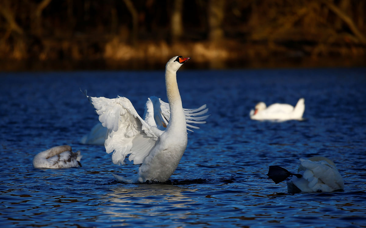 A mute swan swims in a lake on the outskirts of Minsk, Belarus on 22 February. Photo: Reuters
