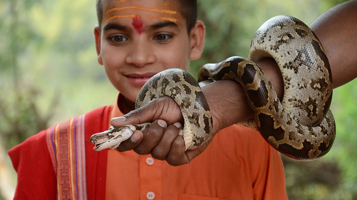 Wildlife expert Abhilash Varshney shows a python snake to a student of a Gurukul, an educational centre where ancient Hindu scriptures are taught, during an event to mark World Wildlife Day, in Jabalpur on 3 March. Photo: AFP