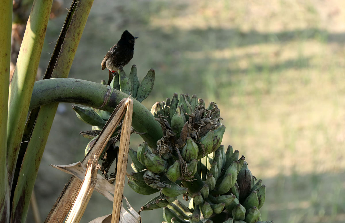 A bulbul perched on a branch of banana plant at Bererbari, Dhunat in Bogura on 8 march. Photo: Soel Rana