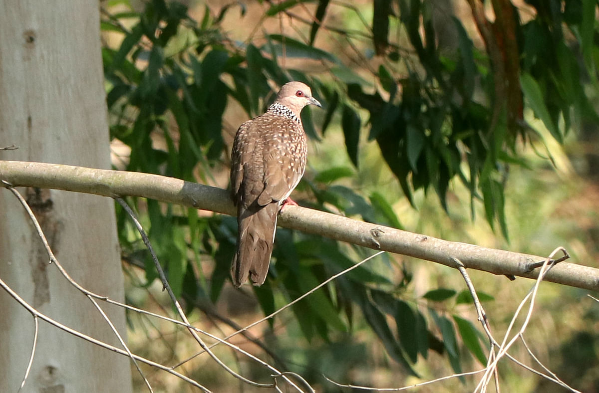 A spotted dove perched on a branch at Bererbari in Dhunat, Bogura on 8 March. Photo: Soel Rana