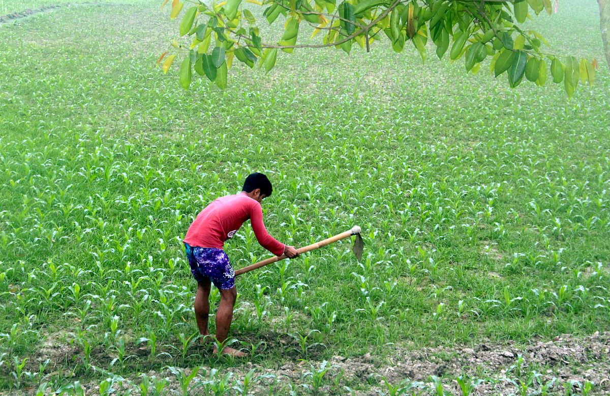 A man working in a field of maze at Dighi in Manikganj on 4 March. Photo: Abdul Momin