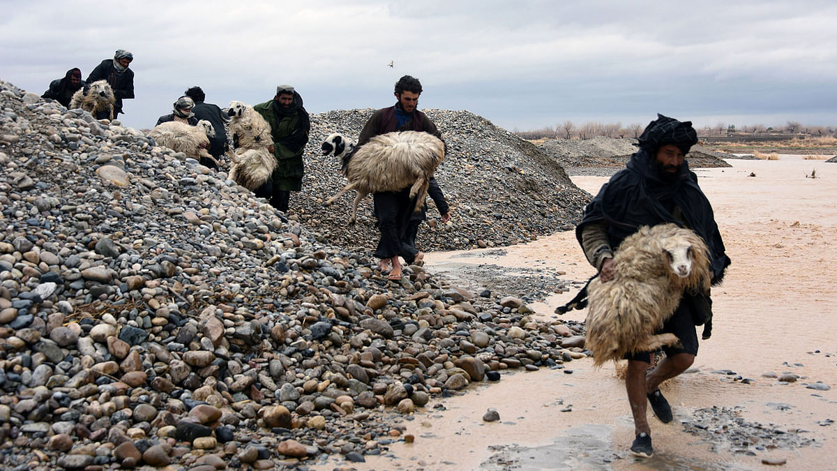 In this photo taken on 2 March 2019, Afghan villagers carry sheep along a flood affected area in Arghandab district of Kandahar province. Photo: AFP