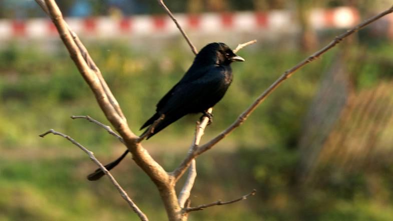 A black Drongo perching on the branch of a tree on Govt Azizul Haque College campus in Bogura on 5 March, 2019. Photo: Soyel Rana