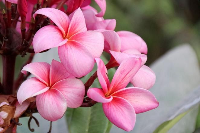 Colourful Plumeria (Kath Golap) blooms in Banglabazar area of Pabna on 4 March, 2019. Photo: Hasan Mahmud