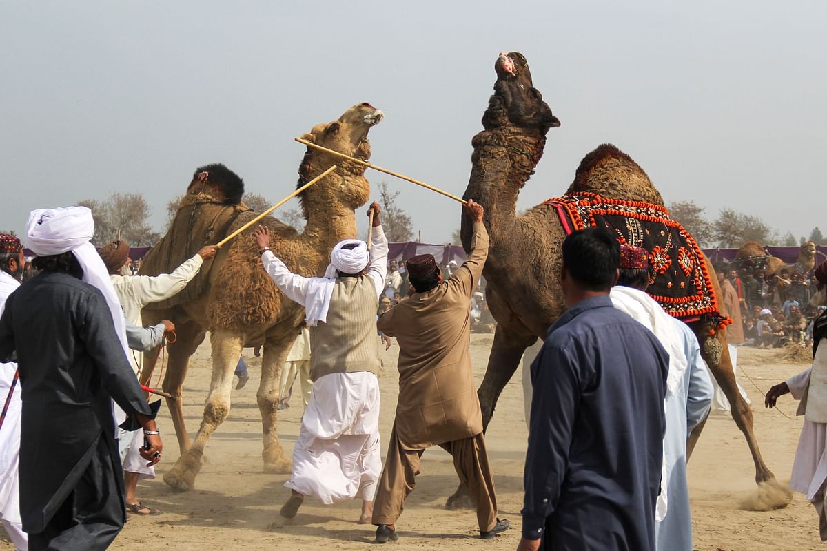 In this file photo taken on 10 February 2019, owners separate their camels with sticks during a traditional camel fight at an annual festival in Rajin Shah in Layyah District. Photo: AFP