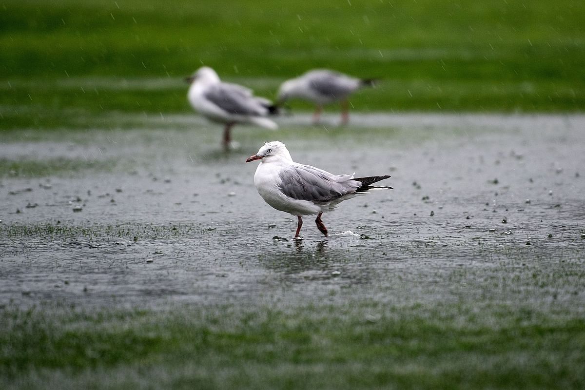 Seagull play in the puddles as rain causes a delay in the start of the test match during day one of the 2nd Test cricket match between New Zealand and Bangladesh at the Basin Reserve in Wellington on 8 March. Photo: AFP